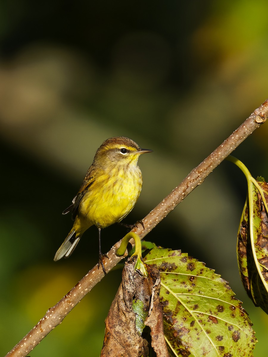 Palm Warbler - ML642944547
