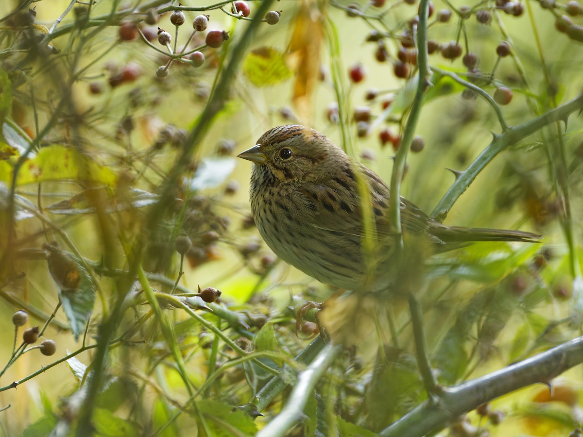 Lincoln's Sparrow - ML642944565