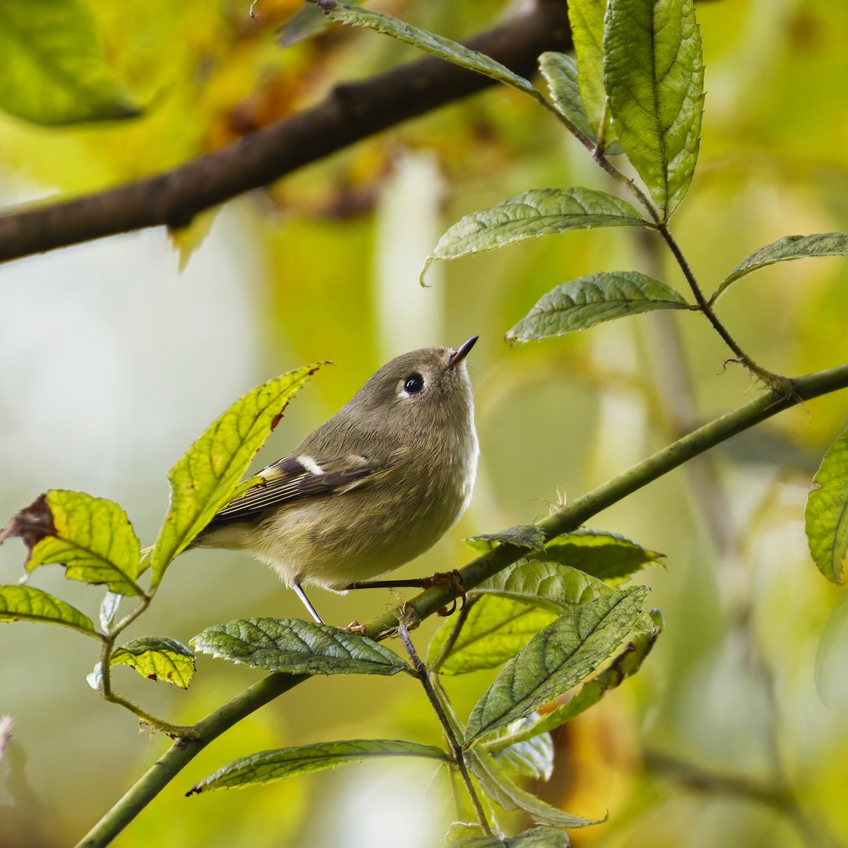 Ruby-crowned Kinglet - ML642944580