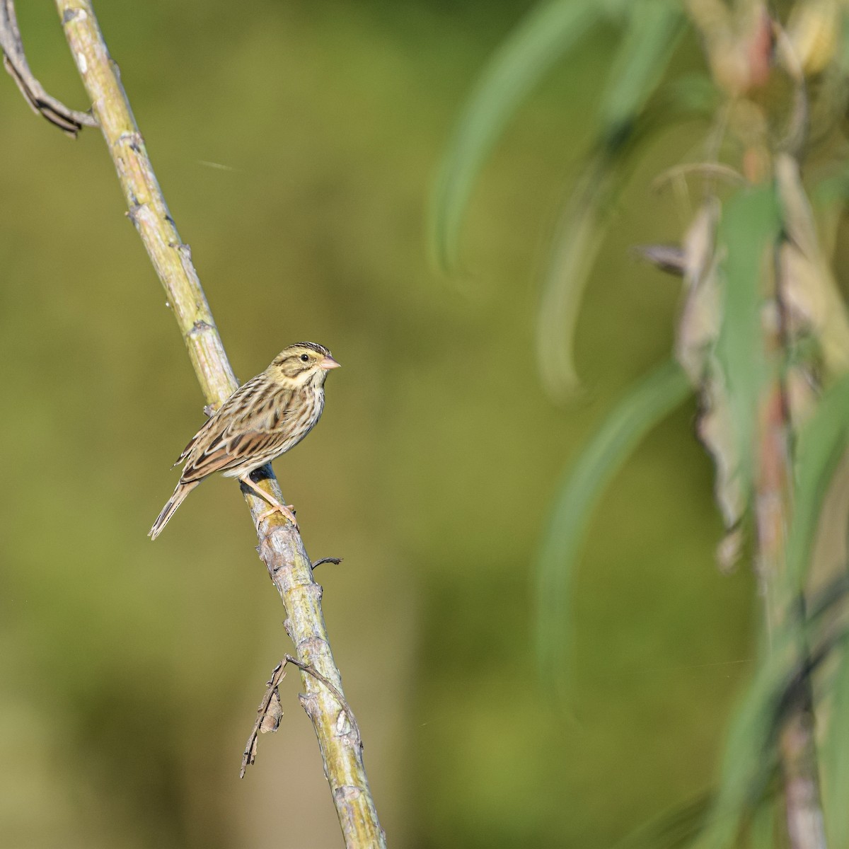 Savannah Sparrow - ML642944585
