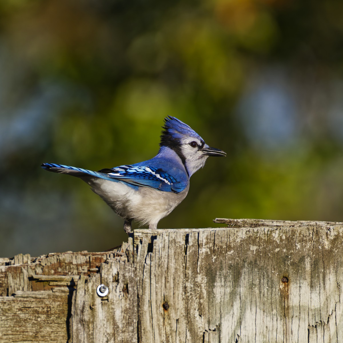 Blue Jay - ML642944587