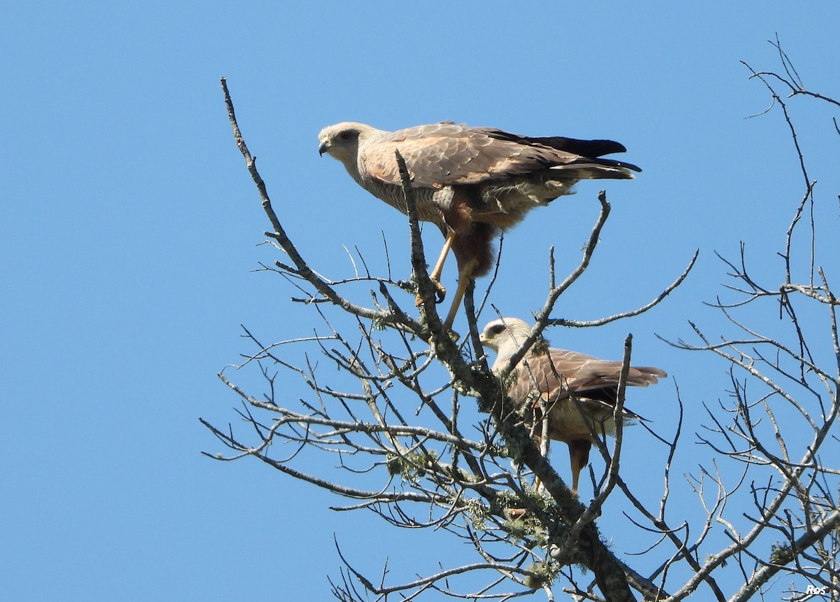 Savanna Hawk - ML642944594