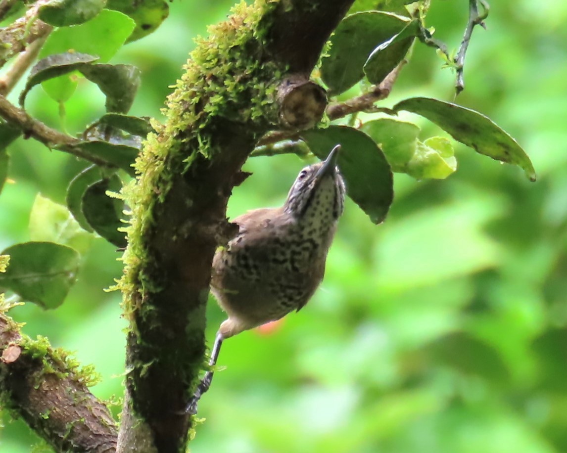 Spot-breasted Wren - ML642944599