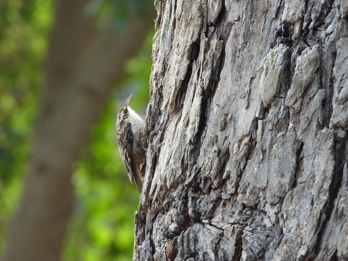 Brown Creeper - ML642944604