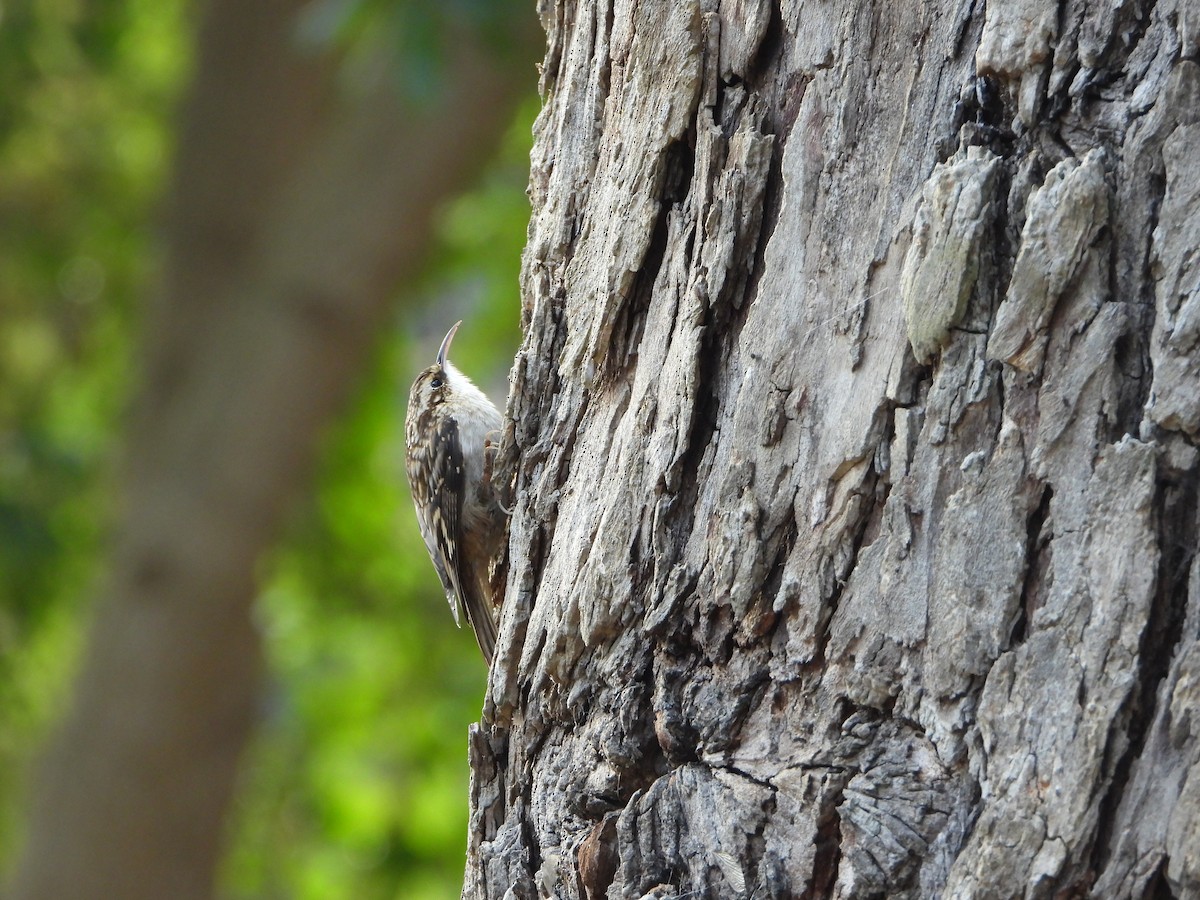 Brown Creeper - ML642944612