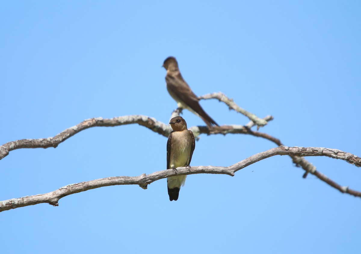 Southern Rough-winged Swallow - ML642944615