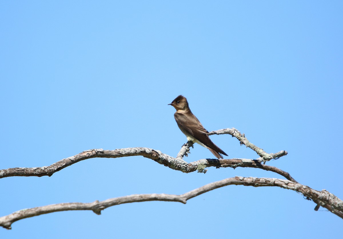Southern Rough-winged Swallow - ML642944616