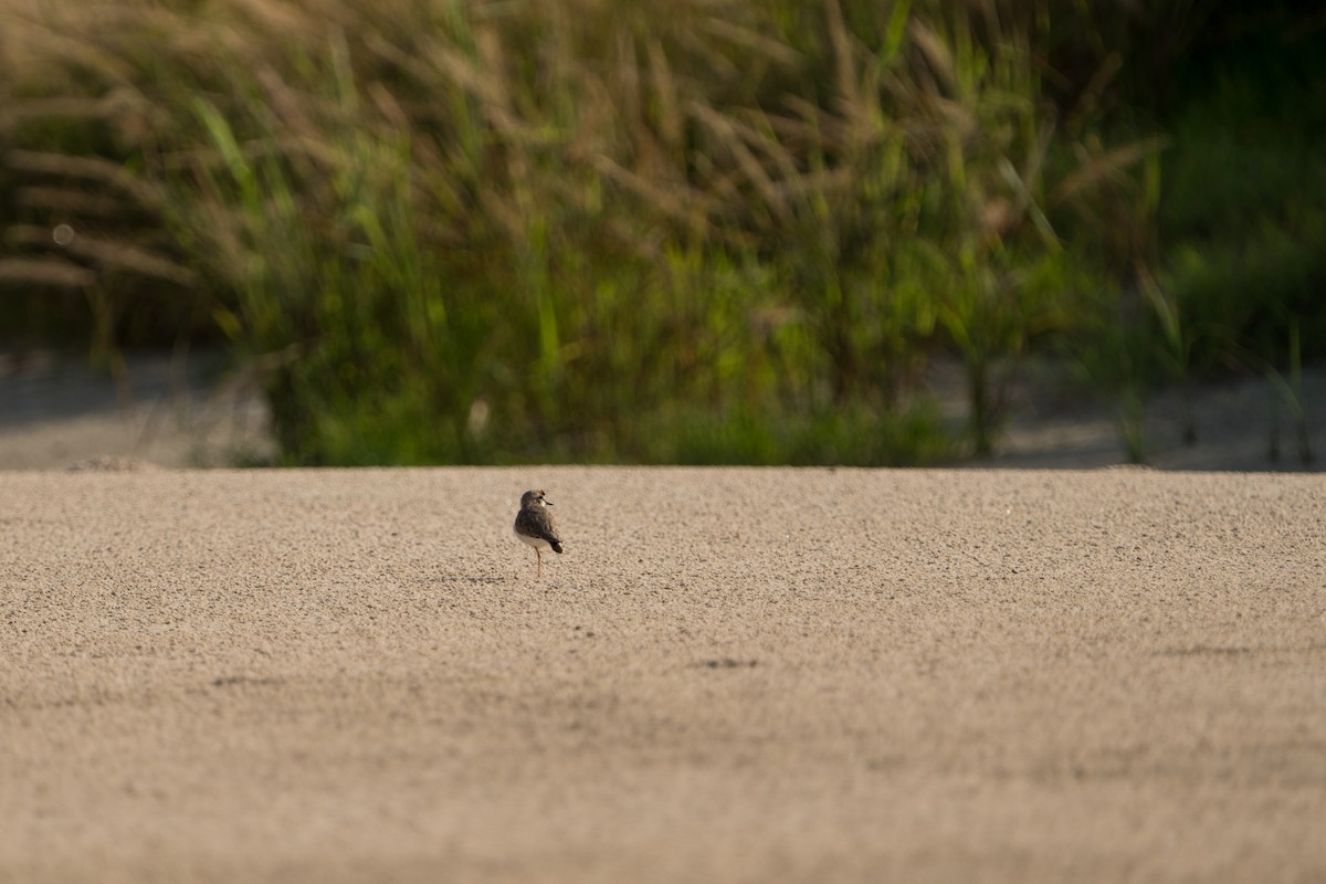 Collared Plover - ML642944617