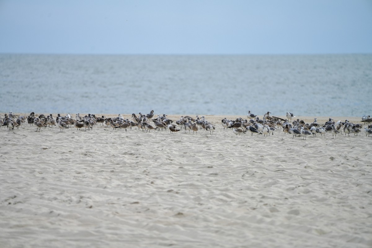 Laughing Gull - ML642944634