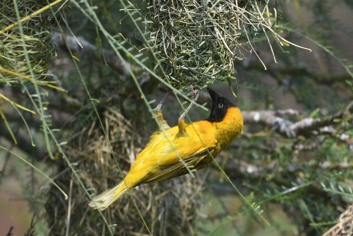 Lesser Masked-Weaver - ML642944650