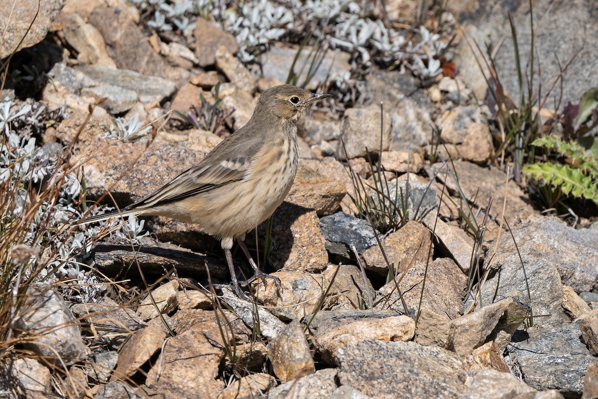 American Pipit - ML642944655