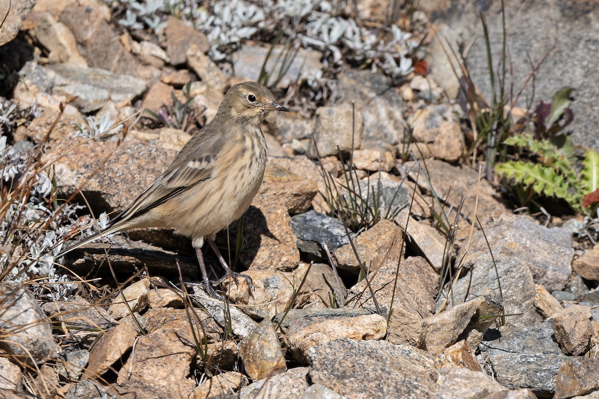 American Pipit - ML642944656