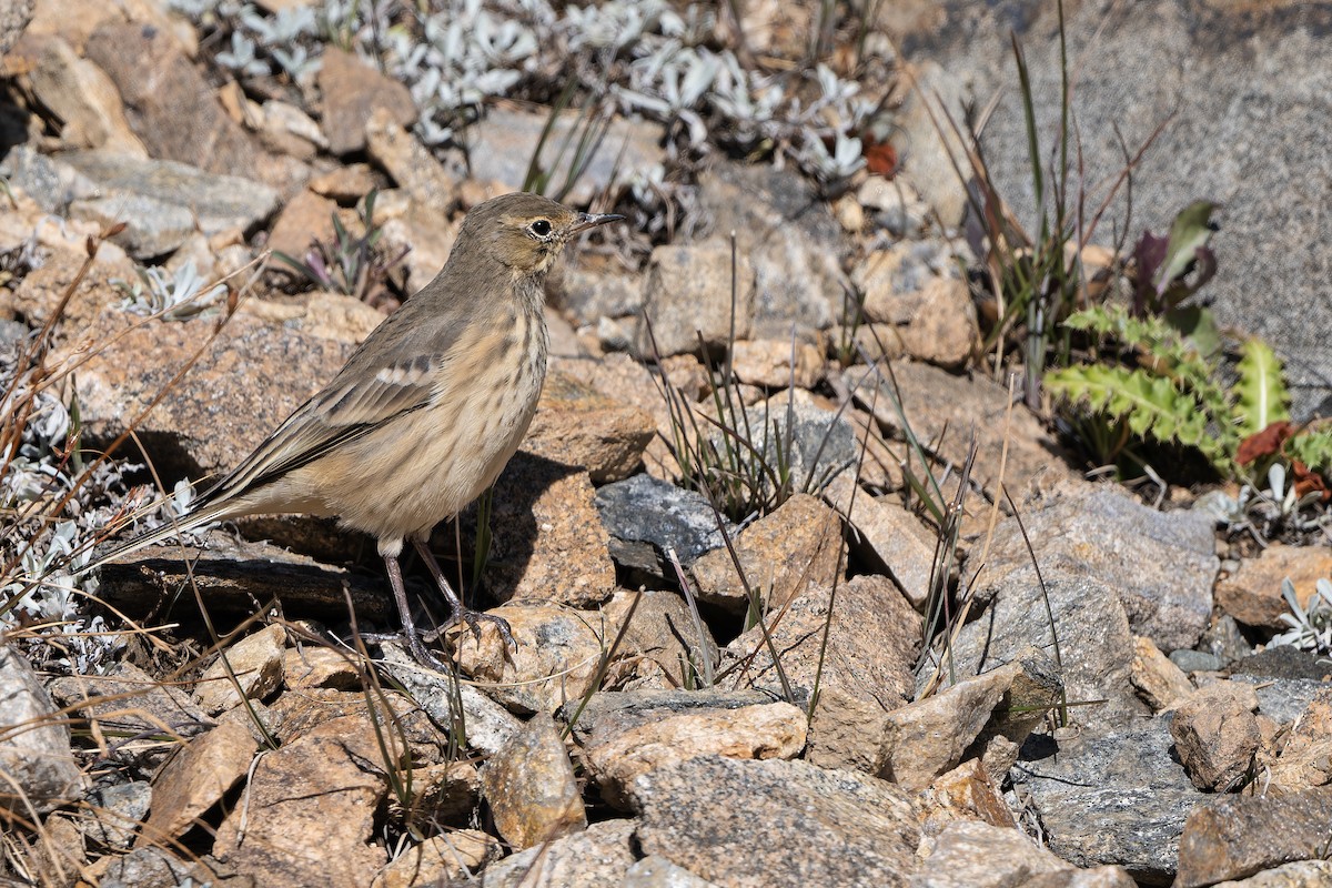 American Pipit - ML642944657