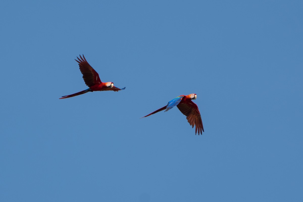 緋紅金剛鸚鵡 - ML642944658
