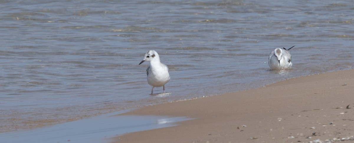 Bonaparte's Gull - ML642944660