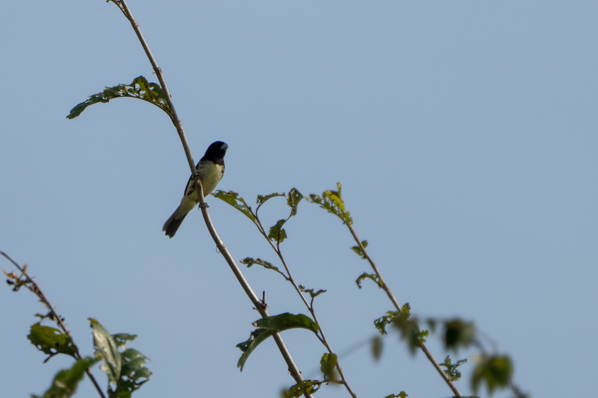 Yellow-bellied Seedeater - ML642944661