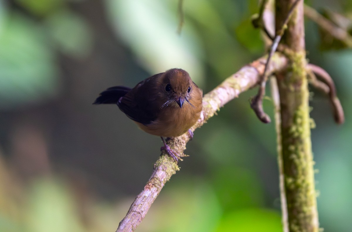 Sulphur-rumped Flycatcher - ML642944663