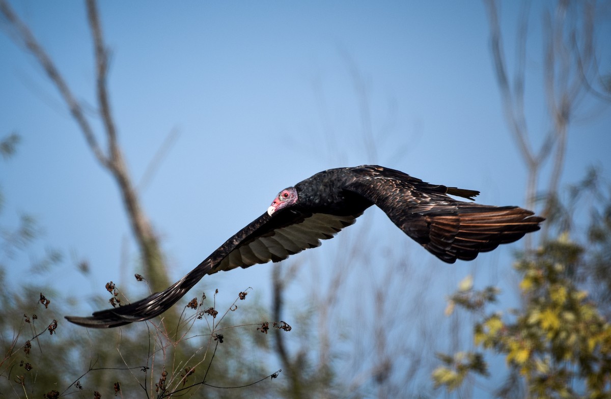 Turkey Vulture - ML642944667