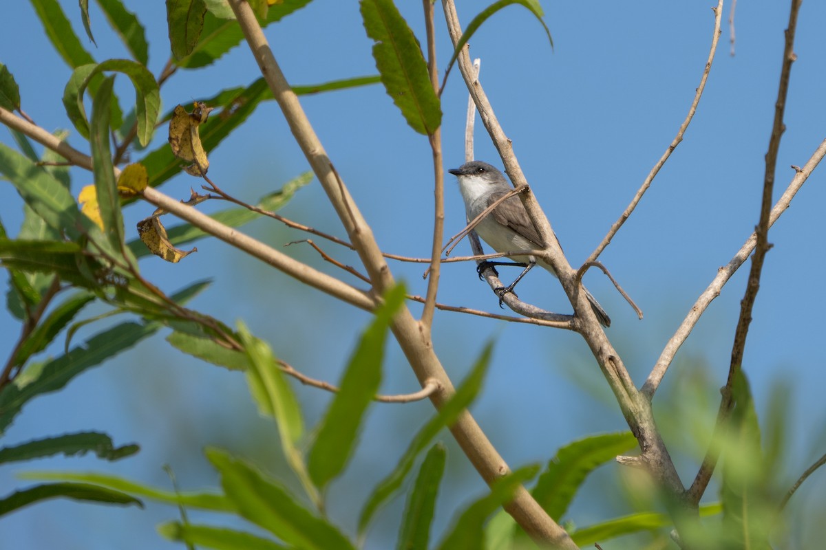 River Tyrannulet - ML642944684