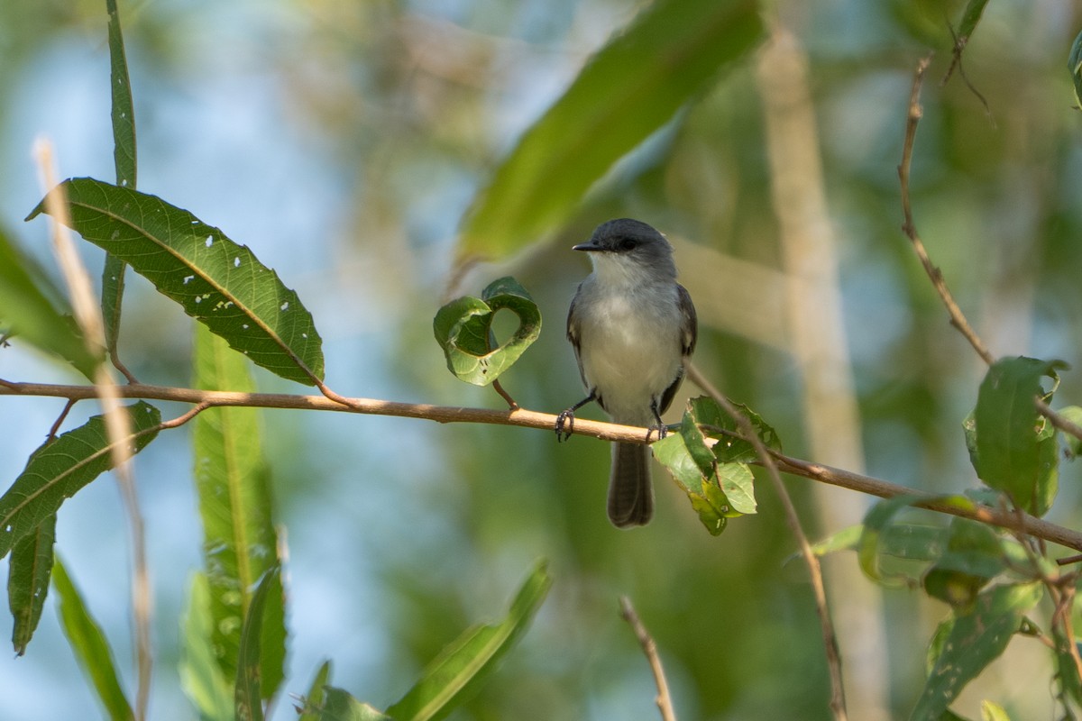 River Tyrannulet - ML642944690