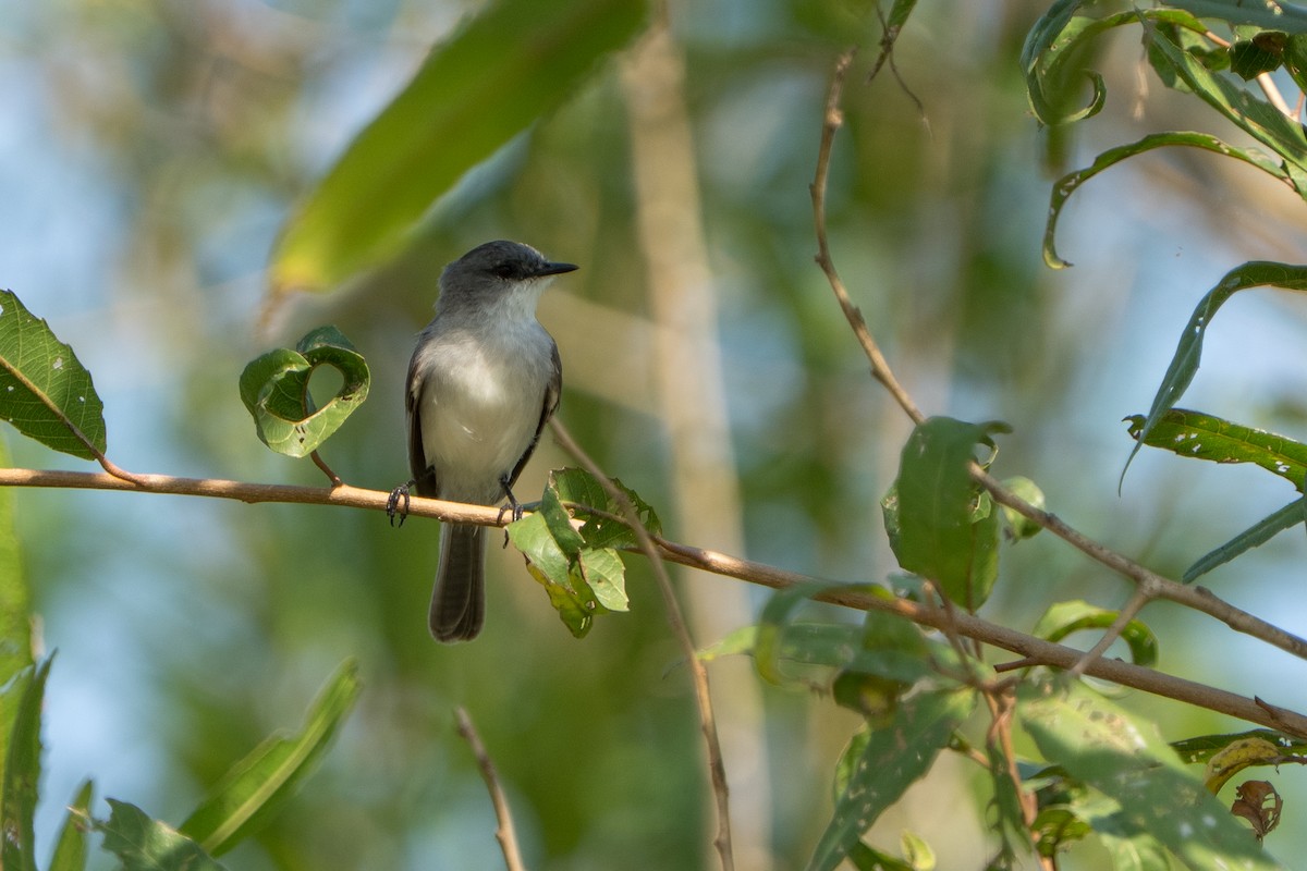 River Tyrannulet - ML642944691