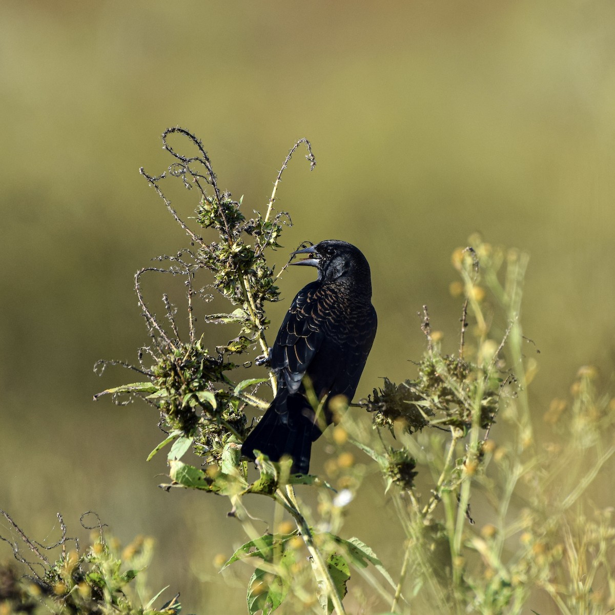 Red-winged Blackbird - ML642944699
