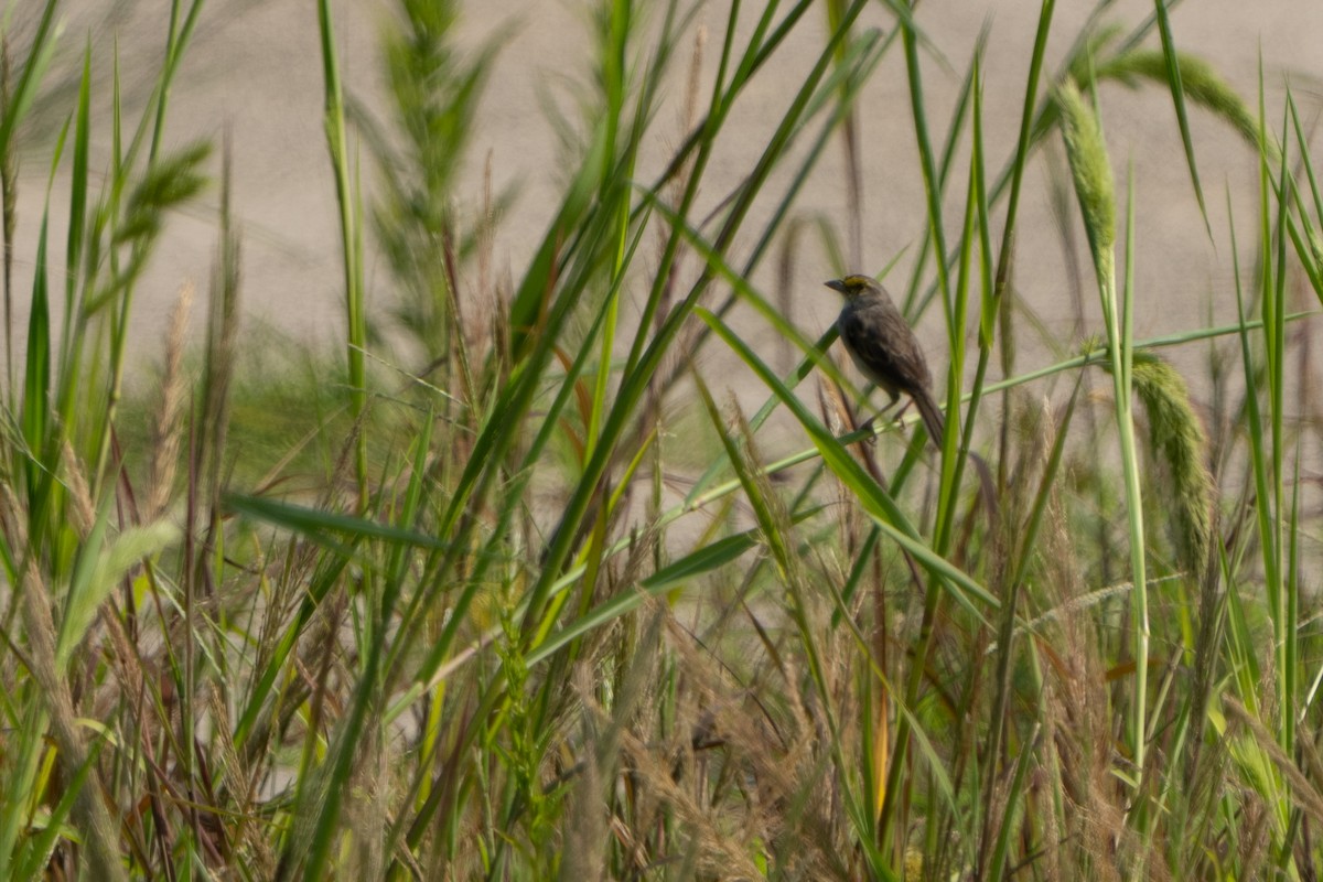 Yellow-browed Sparrow - ML642944702