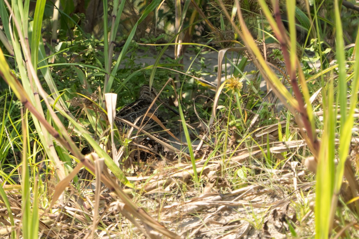 Pantanal Snipe - ML642944708