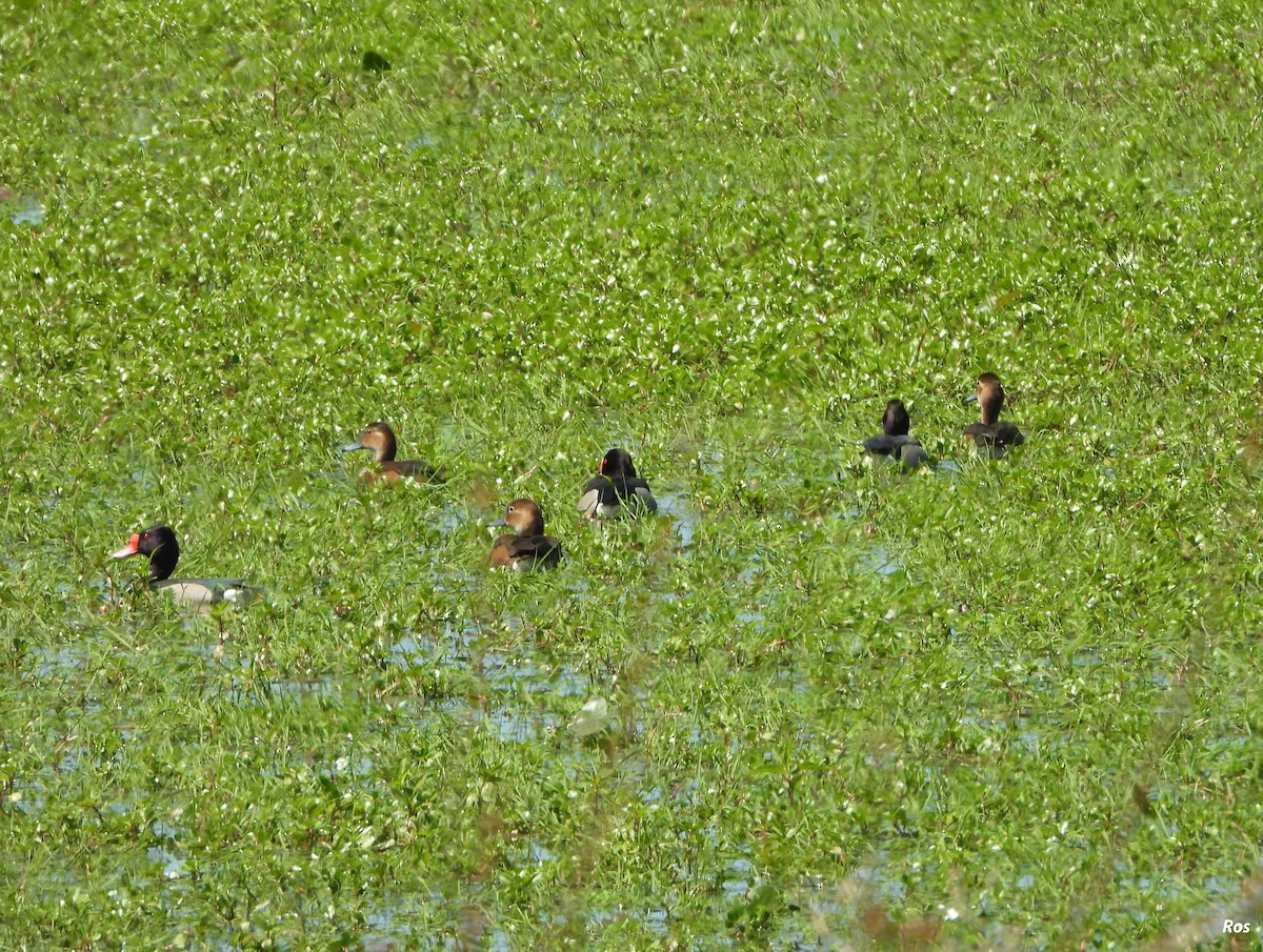 Rosy-billed Pochard - ML642944714