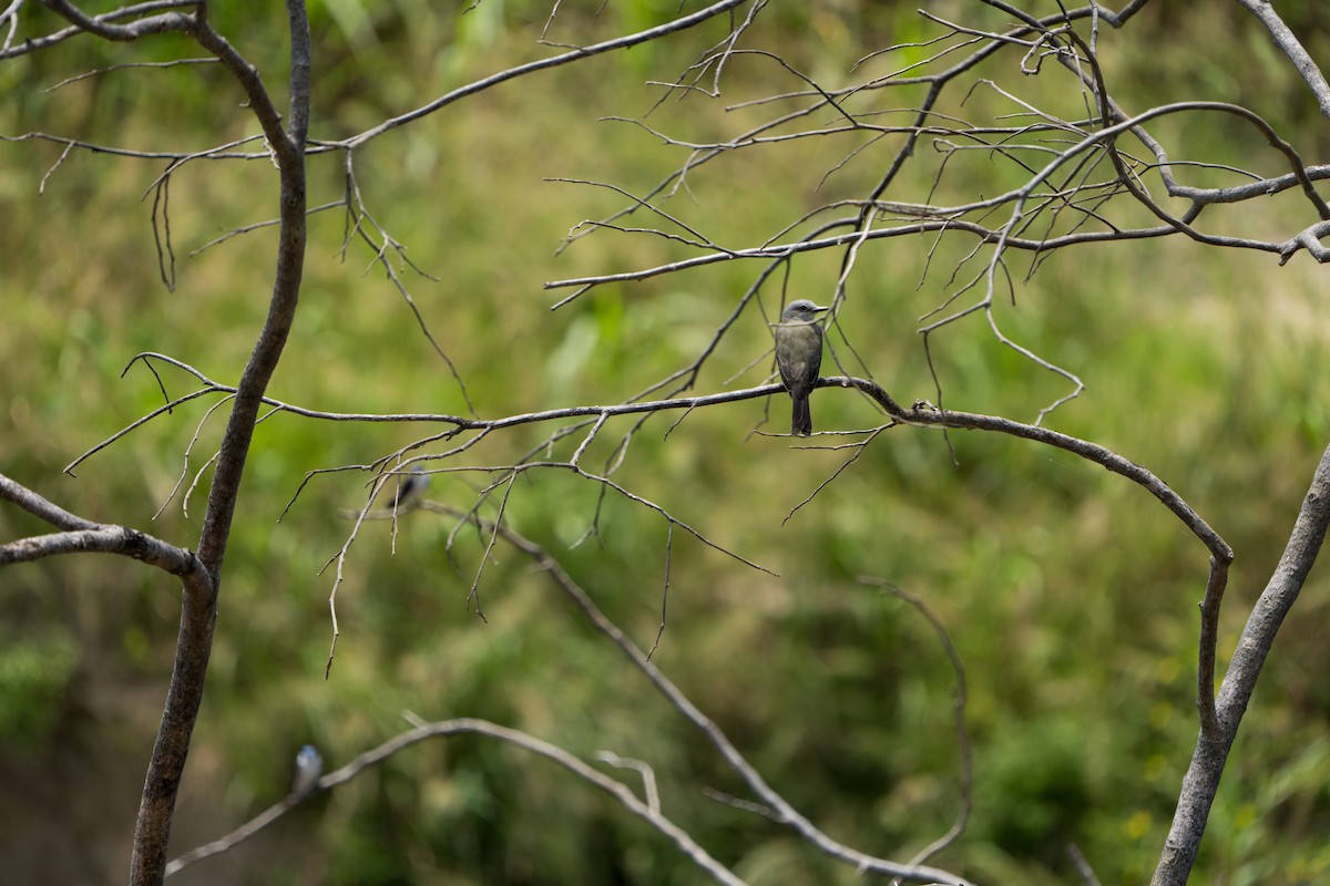 Tropical Kingbird - ML642944718