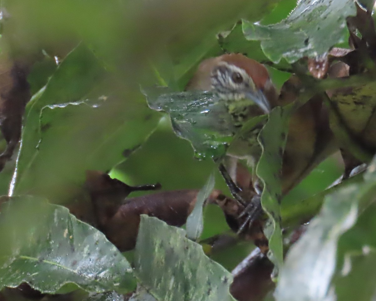 Spot-breasted Wren - ML642944719