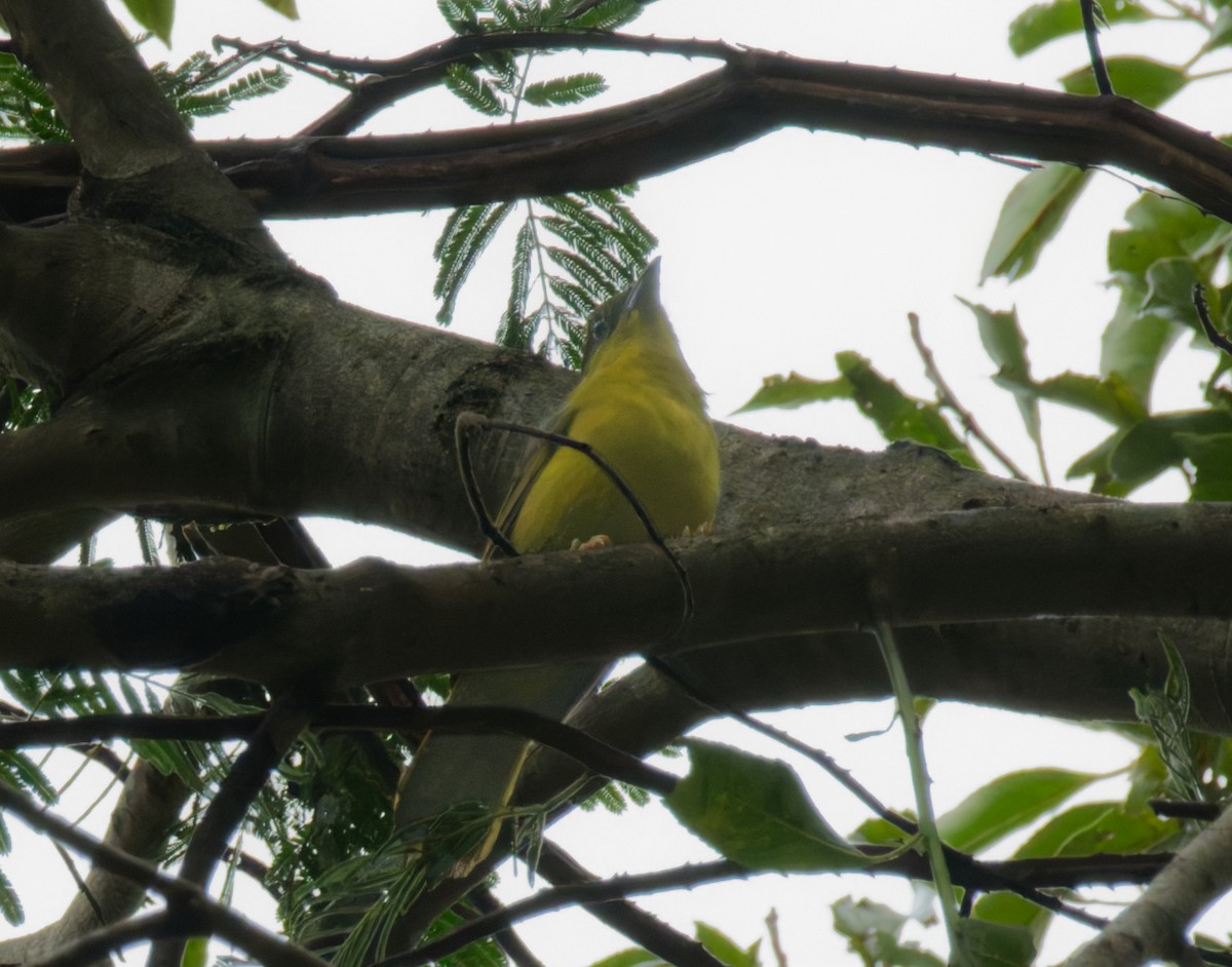Olive-green Tanager - ML642944728