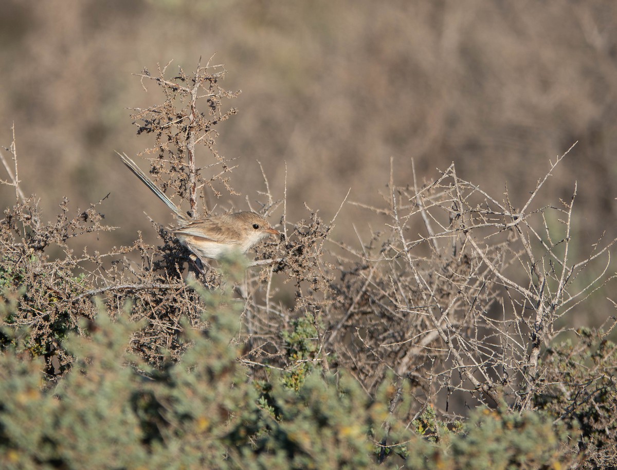 Splendid Fairywren - ML642944729