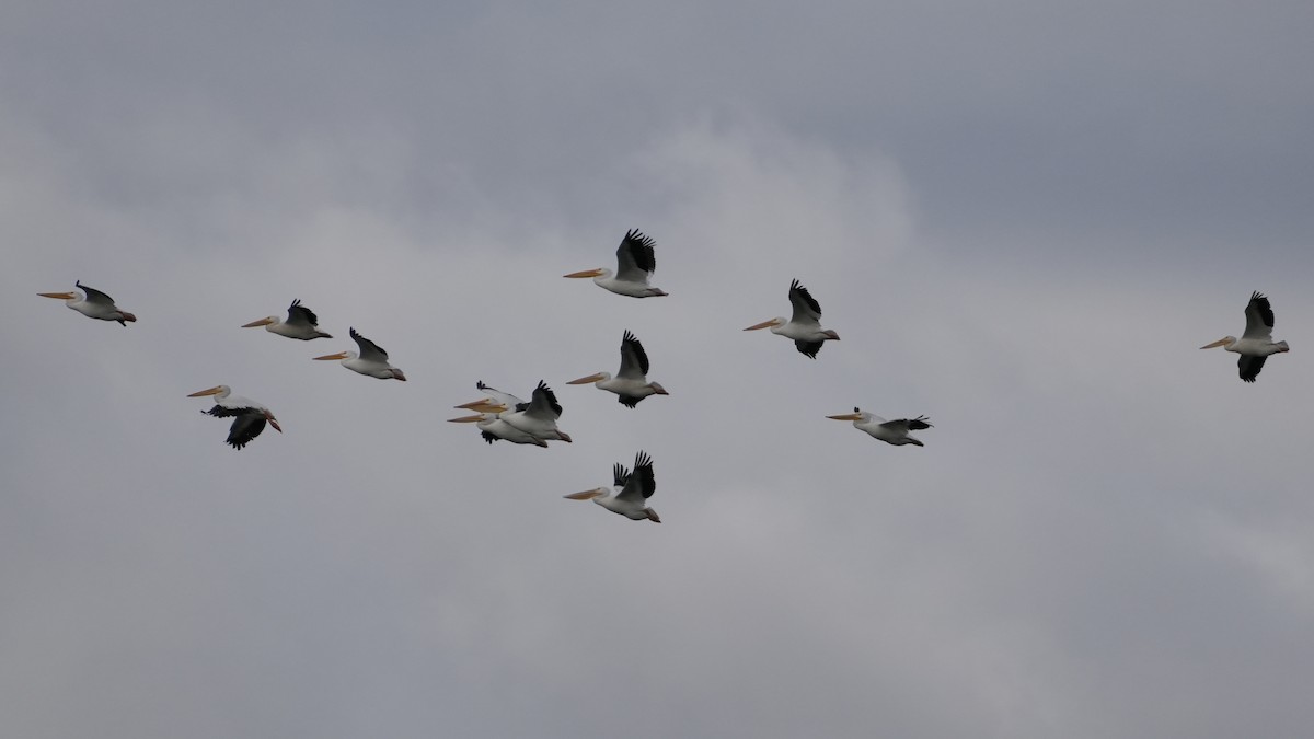 American White Pelican - ML642944733