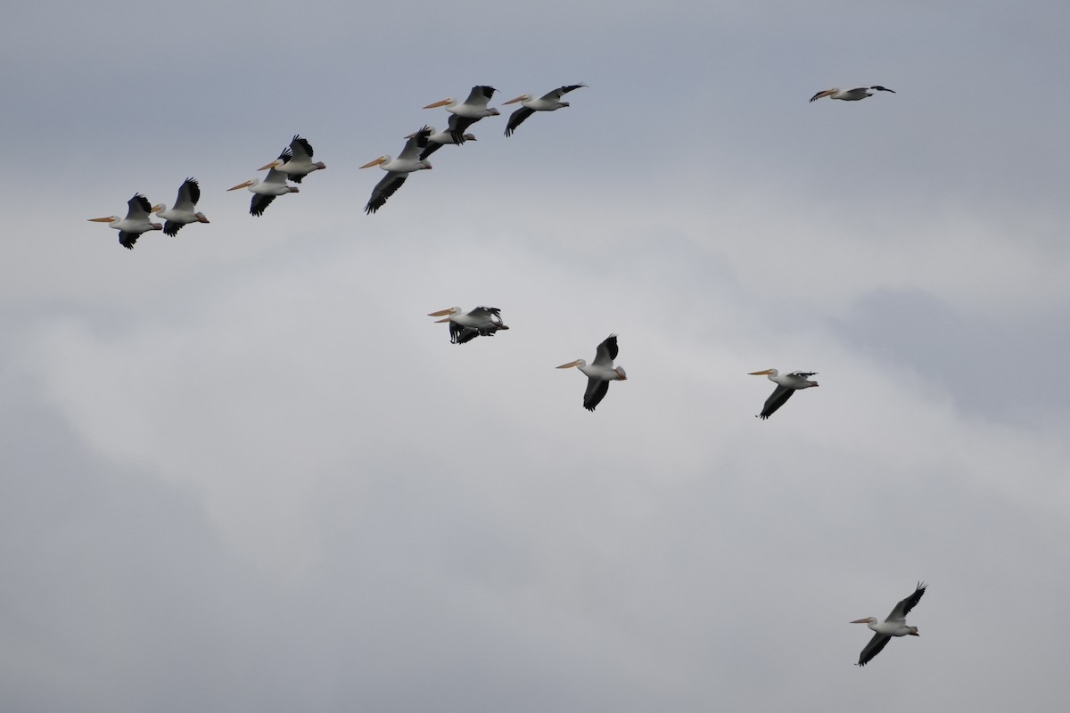 American White Pelican - ML642944734