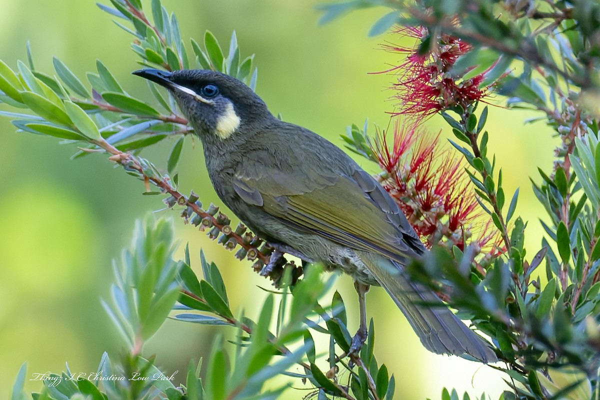 Lewin's Honeyeater - ML642944742