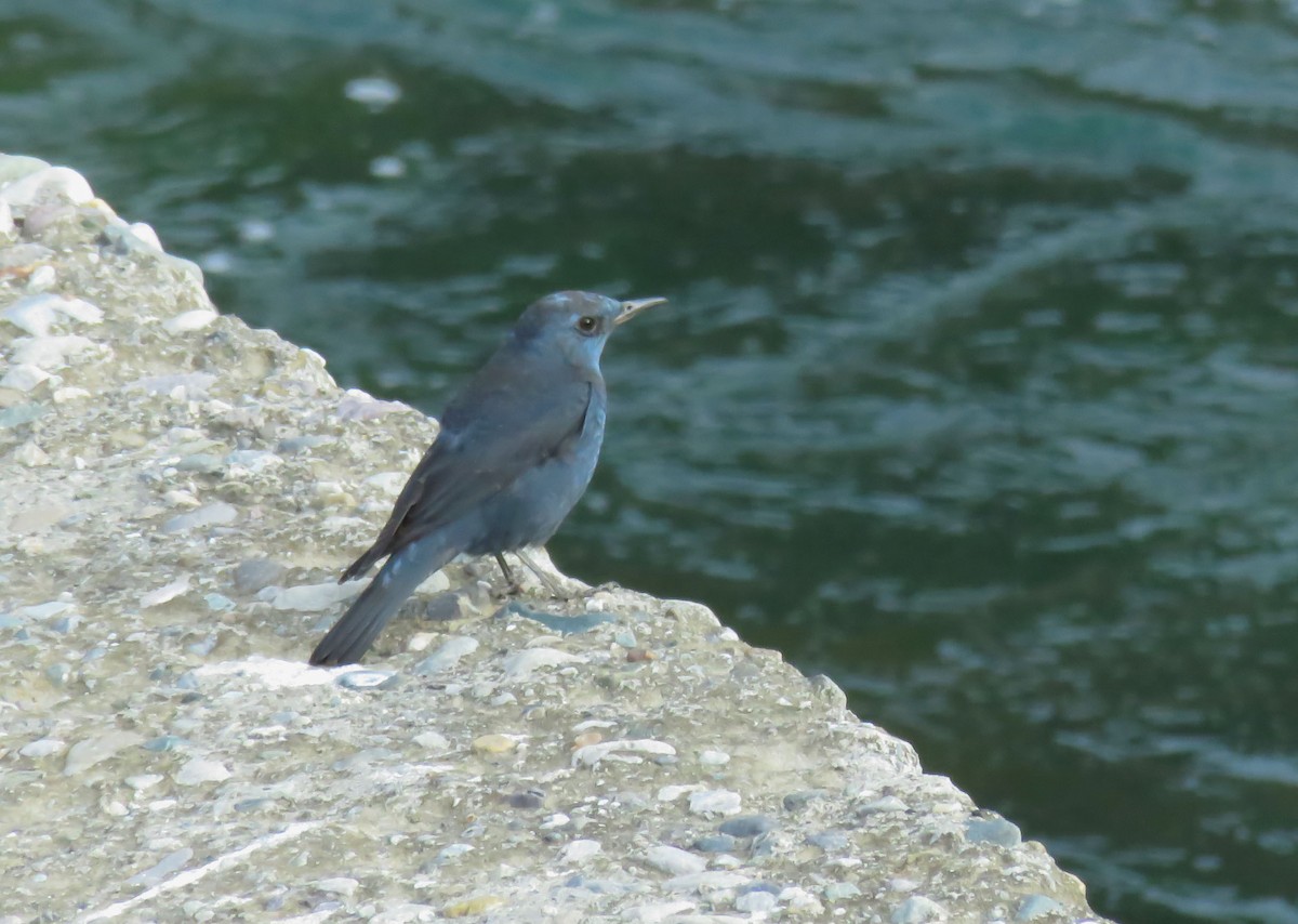 Roquero Solitario - ML642944748