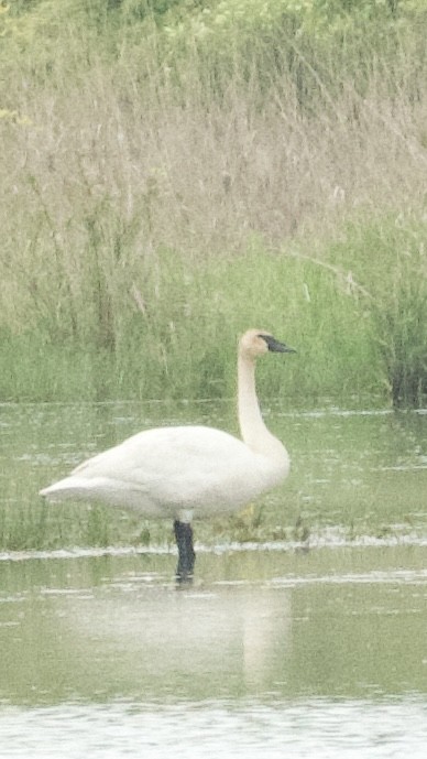 Cygne trompette - ML642944751