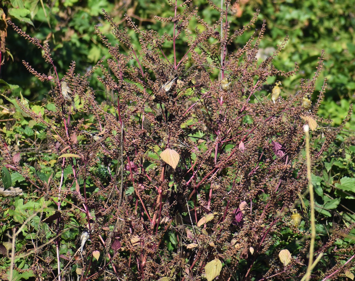 American Goldfinch - ML642944752