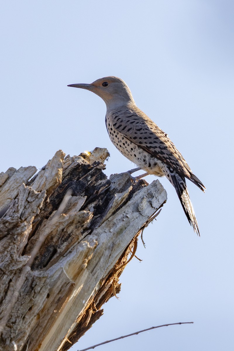 Northern Flicker - ML642944755