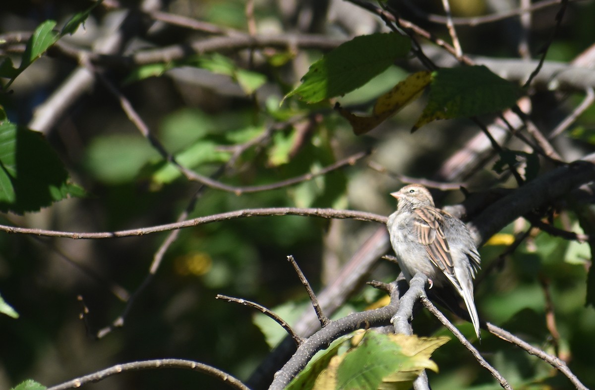 Chipping Sparrow - ML642944756