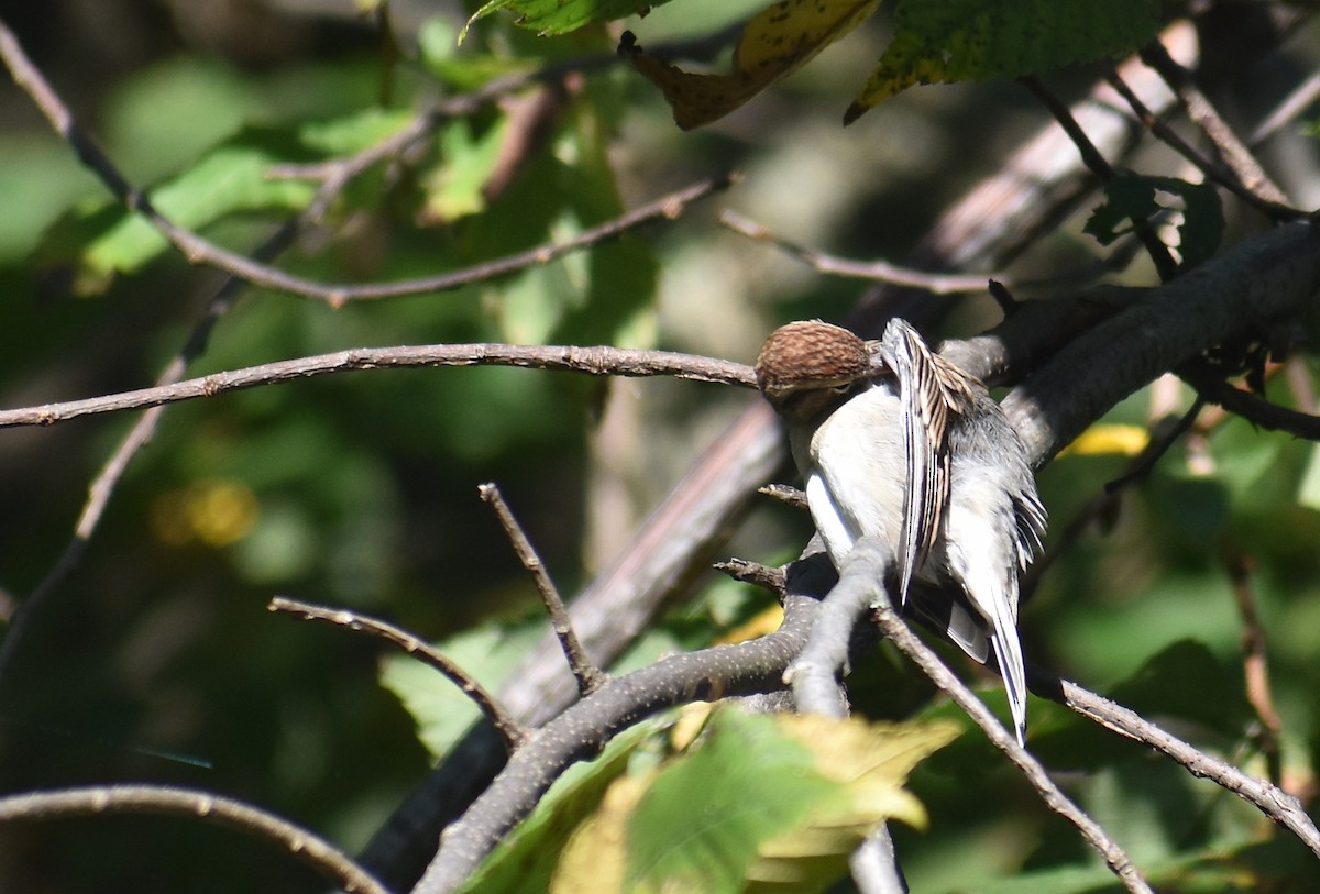 Chipping Sparrow - ML642944758