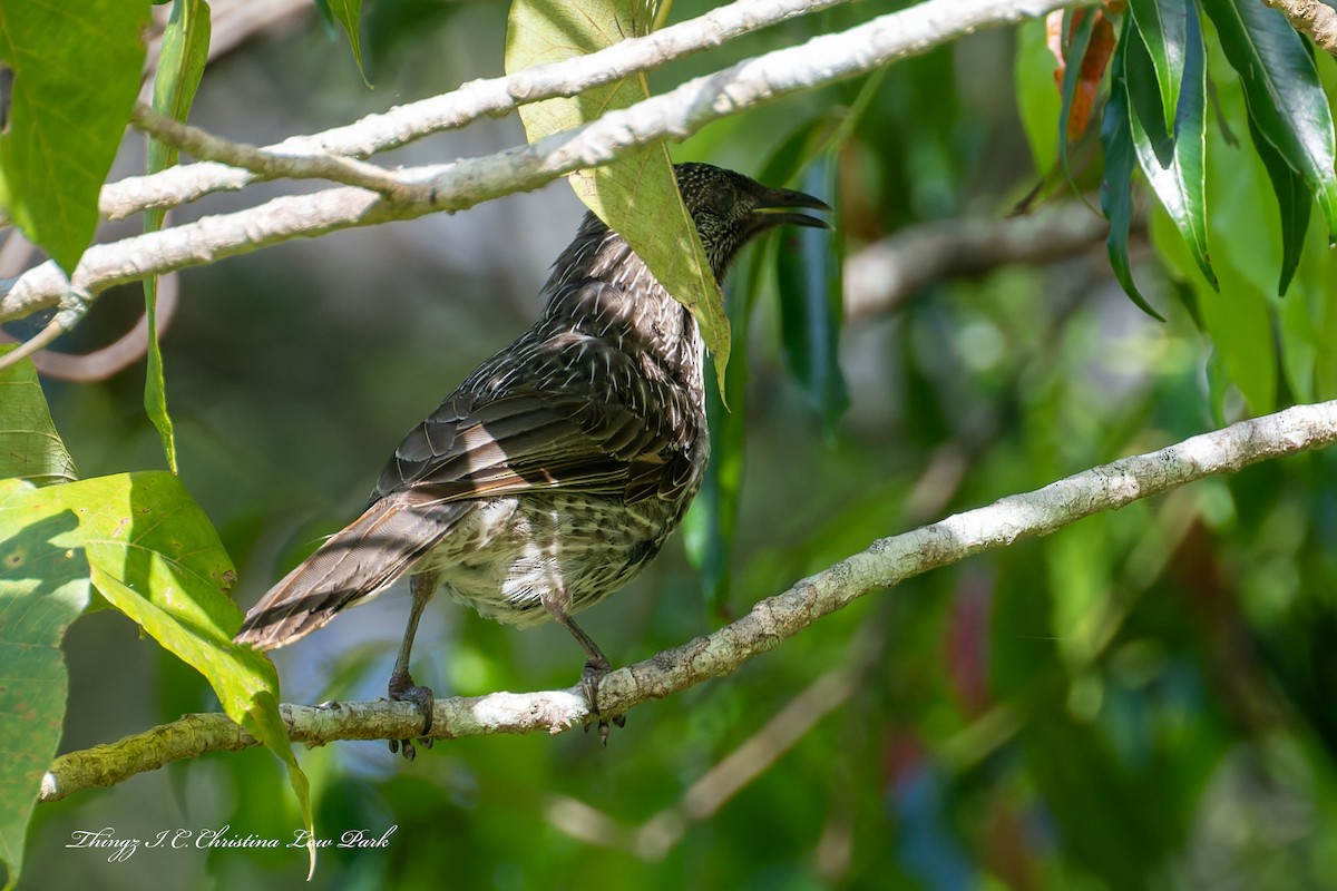 Little Wattlebird - ML642944762