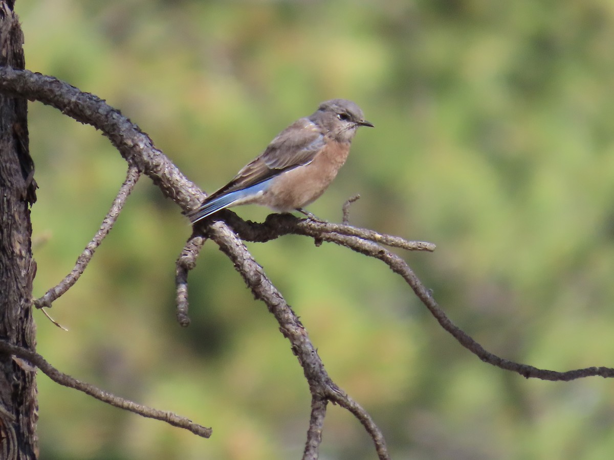 Western Bluebird - ML642944767