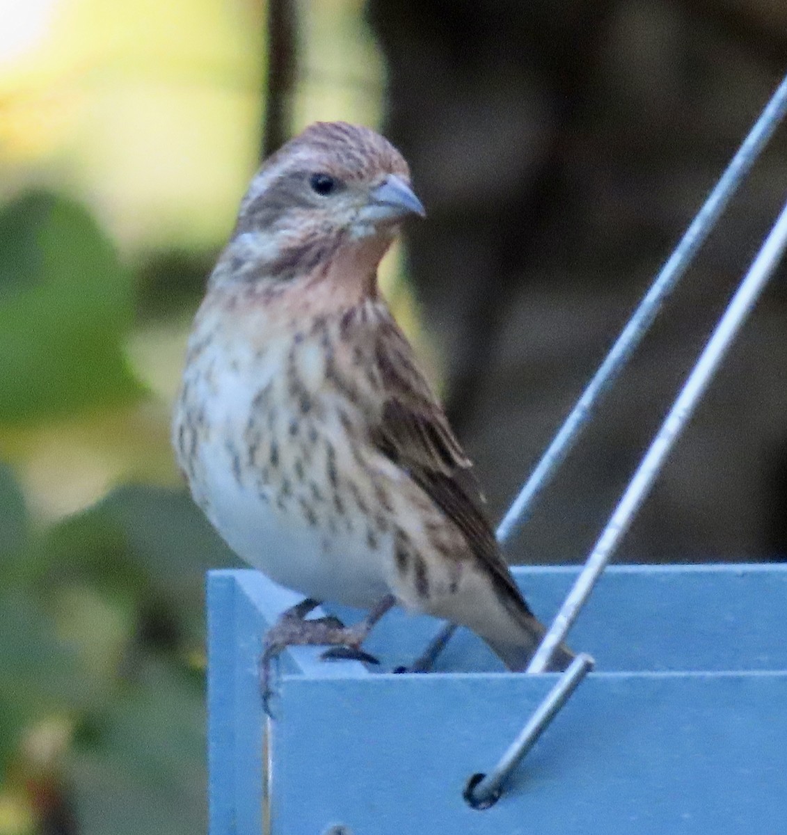 Purple Finch - ML642944770