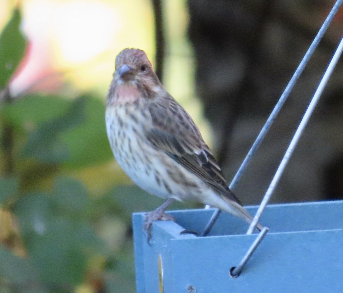 Purple Finch - ML642944771