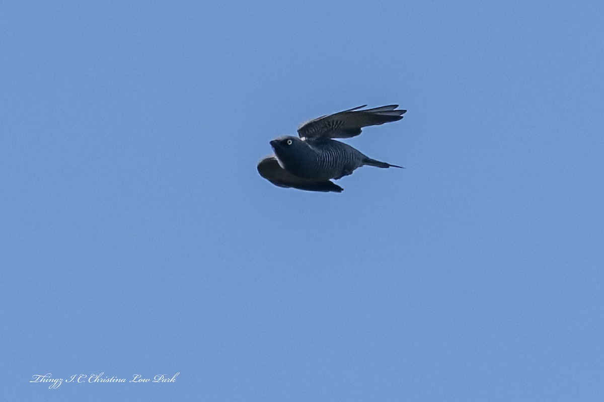 Barred Cuckooshrike - ML642944776