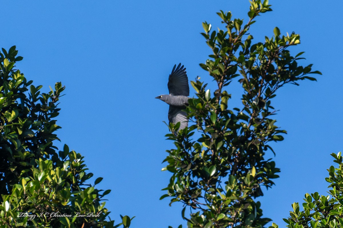 Barred Cuckooshrike - ML642944777