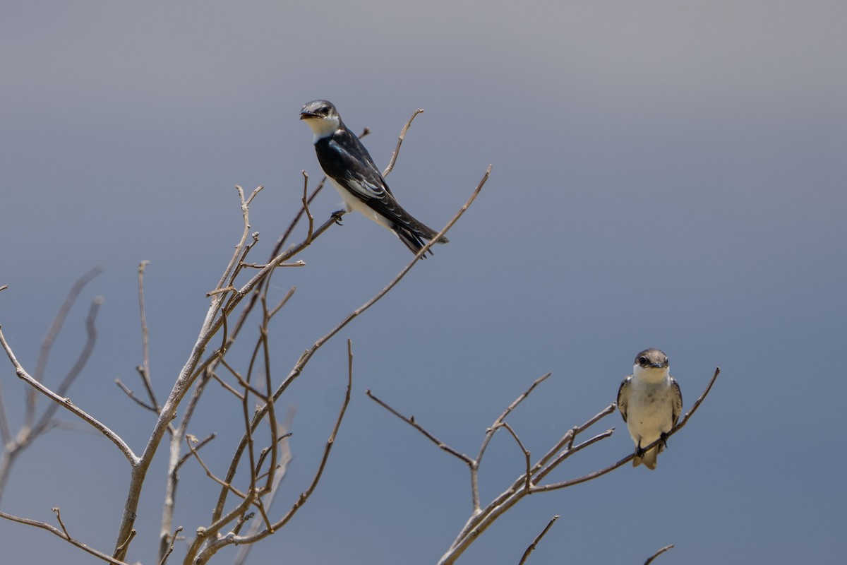 White-winged Swallow - ML642944781