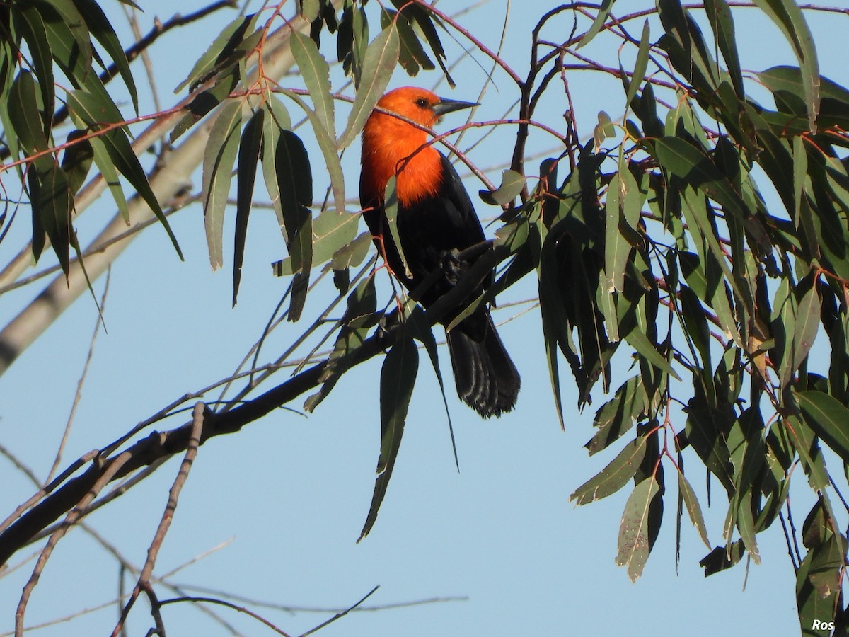 Scarlet-headed Blackbird - ML642944793
